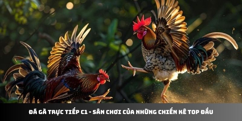 Đá gà trực tiếp C1 J88