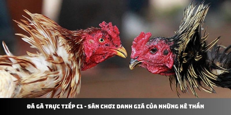 Đá gà trực tiếp C1 - sân chơi danh giá của những kê thần