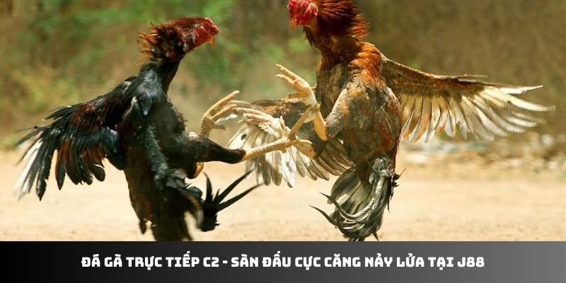 Đá gà trực tiếp g2