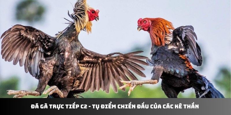 Đá gà trực tiếp C2 - tụ điểm chiến đấu của các kê thần 