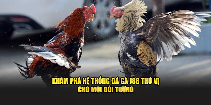 Khám phá sức hút của chuyên mục đá gà J88