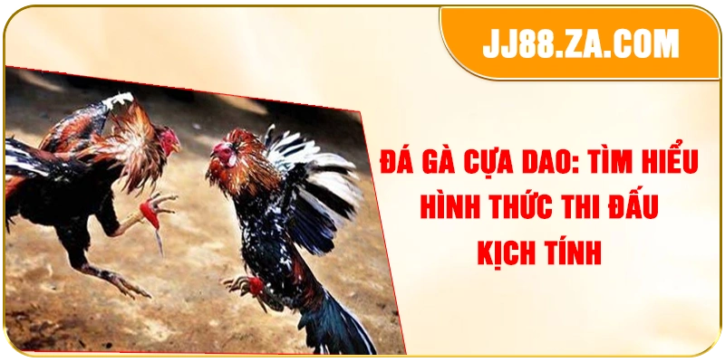 Đá Gà Cựa Dao: Tìm Hiểu Hình Thức Thi Đấu Kịch Tính