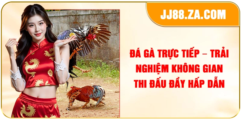 Đá Gà Trực Tiếp – Trải Nghiệm Không Gian Thi Đấu Đầy Hấp Dẫn